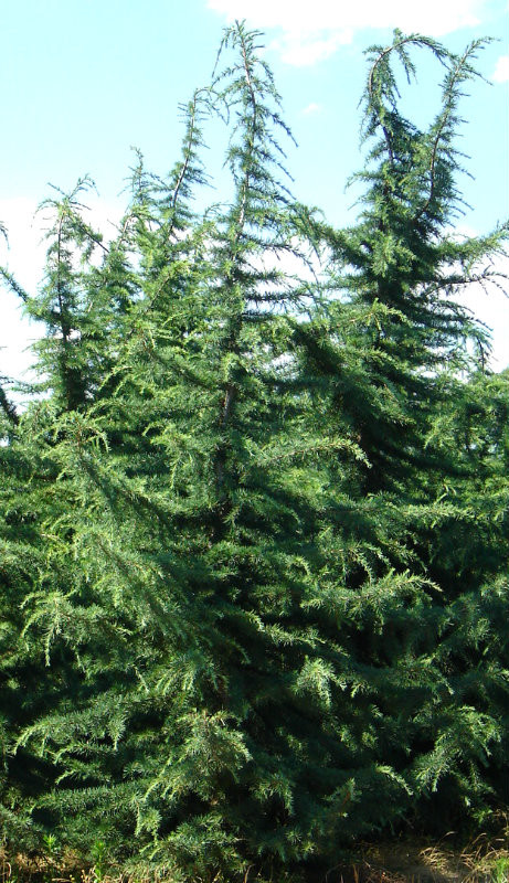 Cedrus deodara ' Kashmir ' Himalayan Cedar - Kigi Nursery